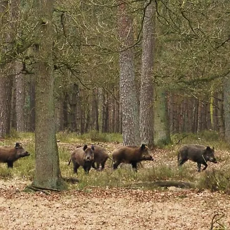 Sfeervol De Dassenburcht