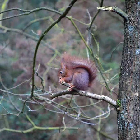 Sfeervol De Dassenburcht Сasa de vacaciones Emst